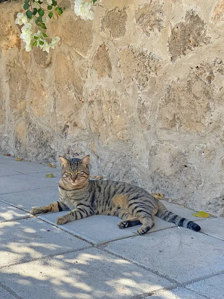 在塞浦路斯岛的自然条件下 一只漂亮的灰肥猫躺在街上 夏天露宿街头的野猫在粉红色的花朵中 — 图库照片