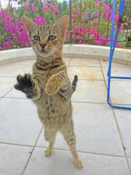 Beautiful Kitten Stands Its Hind Legs Wants Door Kitten Standing — ストック写真