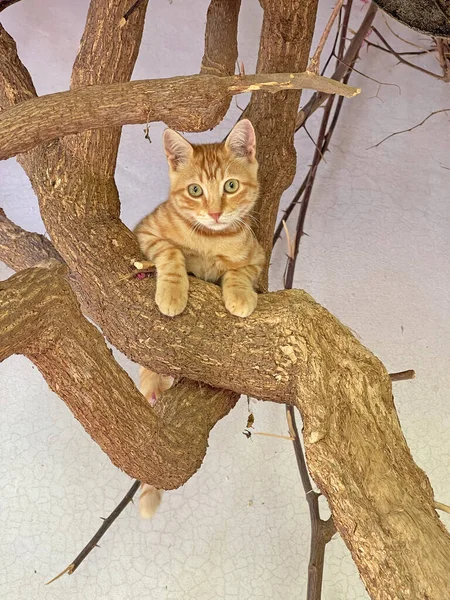 Beautiful Little Ginger Orange Kitten Sits Tree Looks Camera Homeless — ストック写真