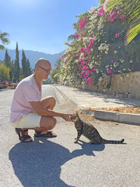 年轻的秃头男子街上无家可归的英俊的灰蒙蒙的猫 背景是花冠 夏天在塞浦路斯岛上的群山 对动物的爱 — 图库照片