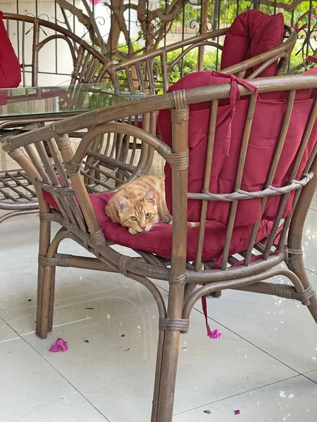 Beautiful Little Ginger Tabby Cat Kitten Lies Chair Looks Rests — Fotografia de Stock