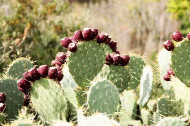 Yeşil opuntia kaktüs ayrıntılı meyve ile