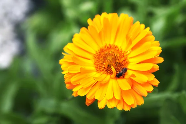 Närbild av orange calendula officinalis - ringblomma Royaltyfria Stockbilder