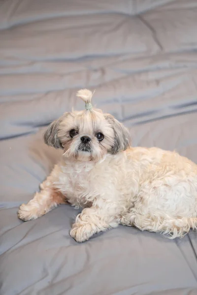 Un simpatico peloso purosangue Shih Tzu, cane Shitzu. Adorabile cucciolo leggero Shi-tzu su letto grigio, cuscino, divano, divano — Foto Stock