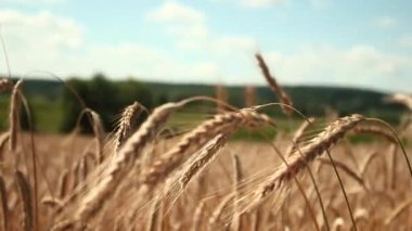 Çavdar ve gökyüzü. Buğday ve bulut. Ukrayna bayrağı gibi mavi ve sarı. Doğa manzarası. Sakin ol, atmosfer. Özgürlük Ukraynası. Savaşsız barış