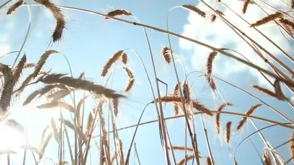 Centeno y cielo. trigo y nubes. azul y amarillo como la bandera de Ucrania. paisaje de la naturaleza. Tranquilo, ambiente. Ucrania de la libertad. paz sin guerra — Vídeos de Stock