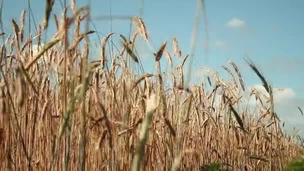 Roggen und Himmel. Weizen und Wolken. blau und gelb als Flagge der Ukraine. Naturlandschaft. Ruhe, Atmosphäre. Freiheit. Frieden ohne Krieg — Stockvideo