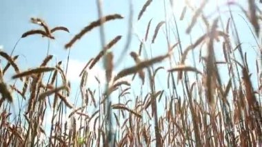 Buğday tarlası ve bulutlar. Çavdar ve gökyüzü. Muhteşem manzara. arka plan doğası. Mavi ve sarı. Barış