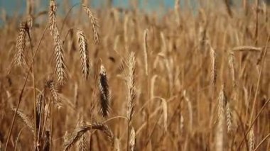 Buğday tarlası ve bulutlar. Çavdar ve gökyüzü. Muhteşem manzara. arka plan doğası. Mavi ve sarı. Barış
