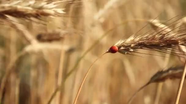 Orejas de trigo dorado de cerca. mariquita sentarse en las espigas de trigo. Paisaje rural bajo la luz del sol brillante. Antecedentes de maduración de espigas de trigo. Rich harvest Concept. fondo del cielo azul con nubes — Vídeo de stock