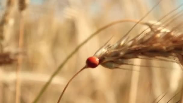 Z bliska uszy złotej pszenicy. Biedronka siedzi na kłosach pszenicy. Krajobrazy wiejskie w blasku słońca. Tło dojrzewających uszu pola pszenicy. Bogata koncepcja zbiorów. tło błękitnego nieba z chmurami — Wideo stockowe