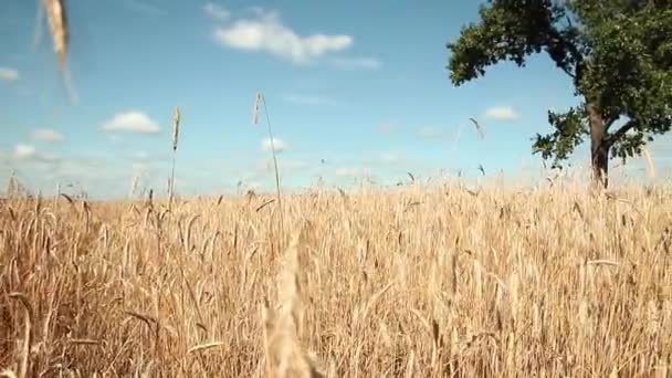 Panoramatické pole s pšenicí a osamělý zelený strom. nádherná krajina. modrá obloha a zlatý žito. svoboda. mír — Stock video