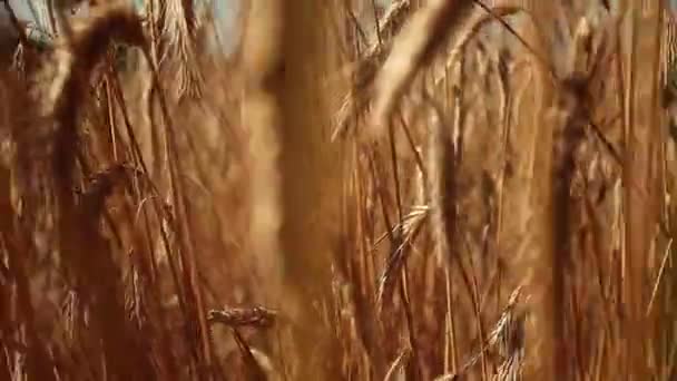 Landscape field of ripening wheat against blue sky. Spikelets of wheat with grain shakes wind. grain harvest ripens summer. agricultural farm healthy food business concept. environmentally organic — Stock Video