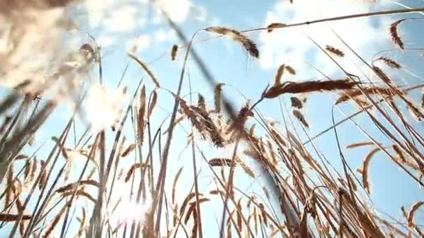 Campo de paisagem de amadurecer trigo contra o céu azul. Espiguetas de trigo com o vento de tremores de grão. colheita de grãos amadurece verão. fazenda agrícola conceito de negócio de alimentos saudáveis. ambientalmente orgânico — Vídeo de Stock