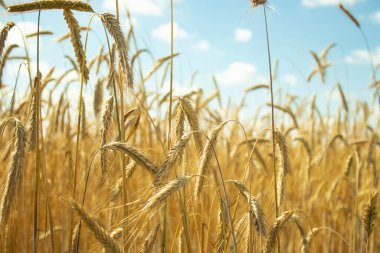 Mavi gökyüzüne karşı olgunlaşan buğday tarlası. Buğday dalları ve buğday tozu rüzgarı. tahıl hasadı yazın olgunlaşır. tarım çiftliği sağlıklı gıda sektörü konsepti. çevreci.