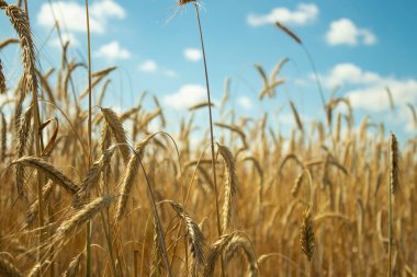 Çavdar ve gökyüzü. Buğday ve bulut. Ukrayna bayrağı gibi mavi ve sarı. Doğa manzarası. Sakin ol, atmosfer. Özgürlük Ukraynası. Savaşsız barış.
