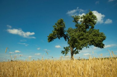 Buğdaylı panorama tarlası ve yalnız bir yeşil ağaç. Muhteşem manzara. Mavi gökyüzü ve altın çavdar. Özgürlük. Barış.