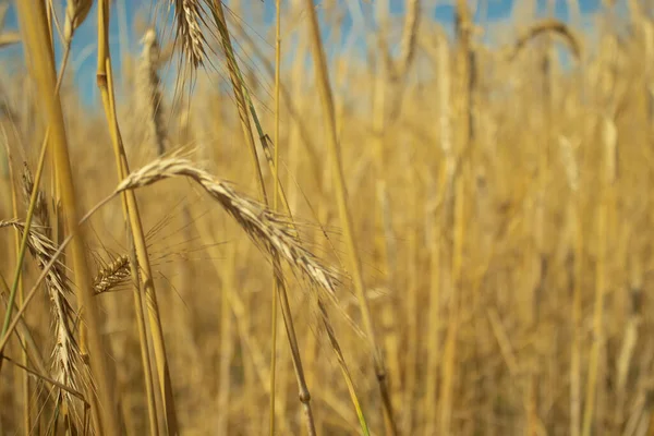 Landschap Veld Van Rijpende Tarwe Tegen Blauwe Lucht Spikeletten Van — Stockfoto