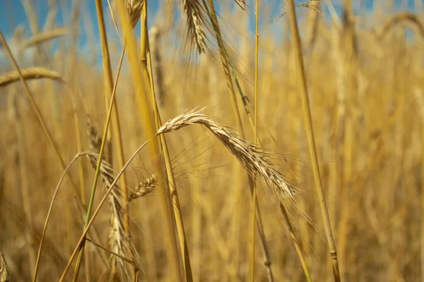 Landschap Veld Van Rijpende Tarwe Tegen Blauwe Lucht Spikeletten Van — Stockfoto