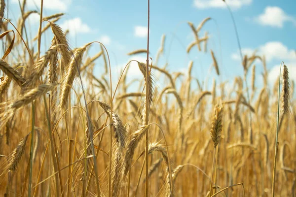 Landschap Veld Van Rijpende Tarwe Tegen Blauwe Lucht Spikeletten Van — Stockfoto