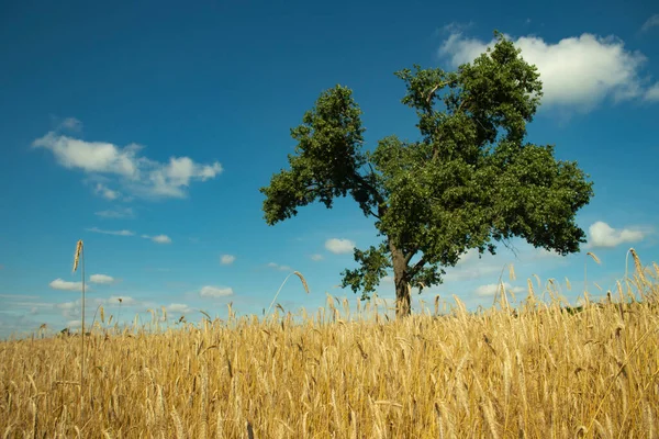 Panoramaveld Met Tarwe Een Eenzame Groene Boom Prachtig Landschap Blauwe — Stockfoto