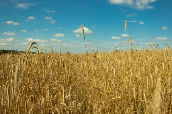 Råg och himmel. Vete och moln. blå och gul som flagga ukrainska. naturlandskap. Lugn och fin. frihet ukraine. fred utan krig — Stockfoto