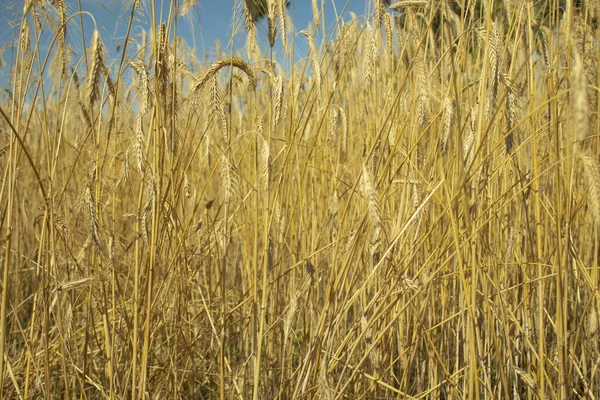 Landskap Fält Mognad Vete Mot Blå Himmel Vete Med Säd — Stockfoto