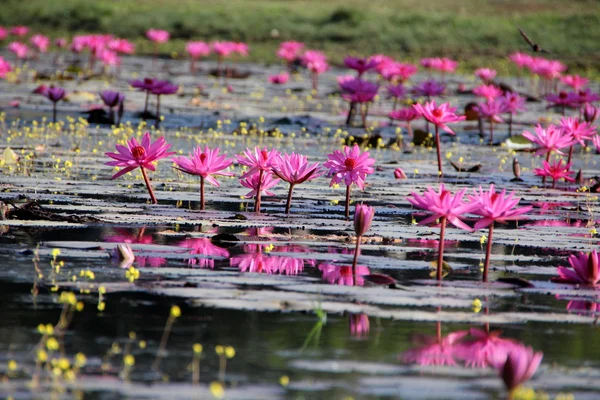 Pink Water lilies — Stock Photo, Image