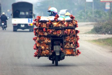vervoer van kippen op een fiets