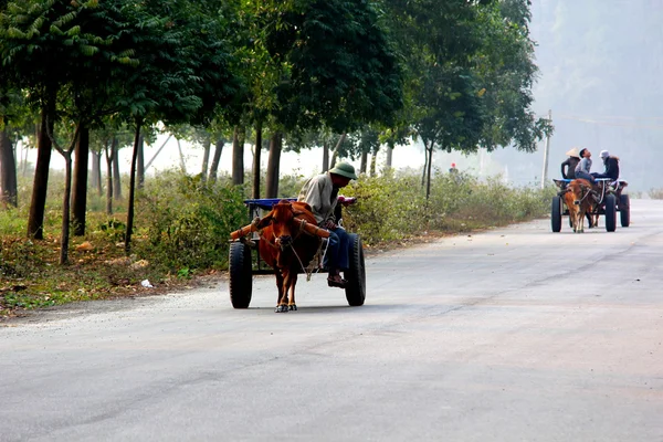 牛の荷車引き — ストック写真