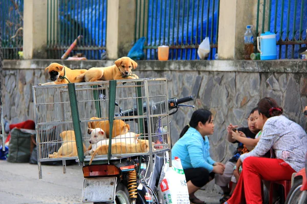 Cachorros en una jaula en venta en Vietnam — Foto de Stock