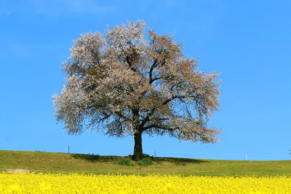 A blooming lone Tree in Spring with canolas in front — Stock Photo, Image
