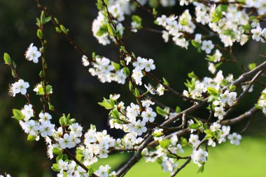 Armut ağacının çiçekleri