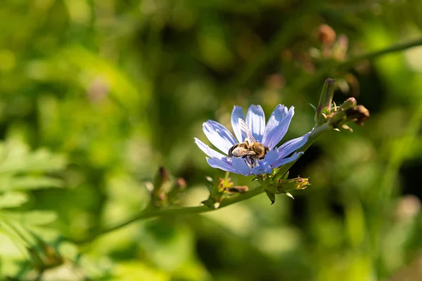 Close-up of blooming chicory plant and bee is pollinating blue flower. This plant is used for alternative coffee drink. Unfocused meadow with wild flowers at background. Selective focus. Summer season