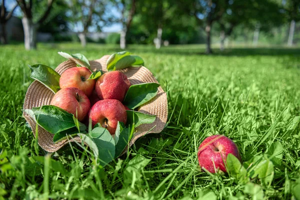 Chapeau Paille Avec Pommes Rouges Fraîches Récoltées Sur Herbe Verte — Photo