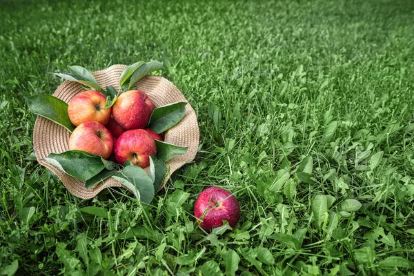 収穫されたいくつかの赤い新鮮な有機リンゴを緑の芝生の背景にわらの帽子 天然のリンゴの木はジューシーな果物の間に残る 選択的フォーカス 健康的な食事と食事の概念 スペースのコピー — ストック写真