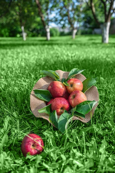 緑の芝生の上でいくつかの収穫された赤い新鮮な有機リンゴで帽子を投げる 果樹園を背景に リンゴの木はジューシーな果物の間に残る 選択的フォーカス 健康的な食事と食事のコンセプト — ストック写真
