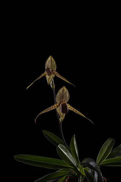 Blooming Paphiopedilum rothschildianum orchid specie on black background with copy space. This endangered terrestial and lithophyte orchid is endemic to Kinabalu mountain, Borneo island, Indonesia.
