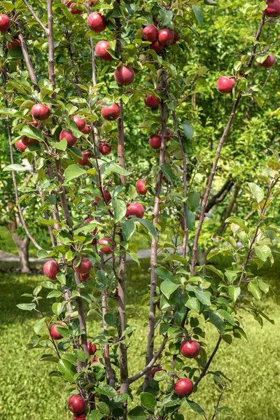 Apple Tree Plenty Bright Red Apples Growing Branches Cultivated Red — ストック写真