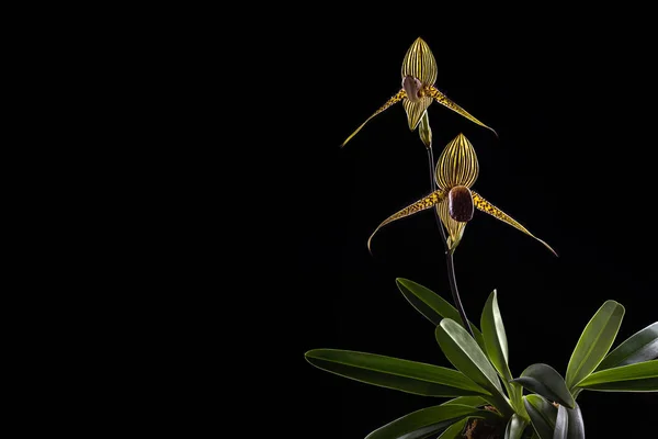 Blooming Paphiopedilum rothschildianum orchid specie on black background. Endangered terrestial and lithophyte orchid that is endemic to Kinabalu mountain, Borneo island, Indonesia. Copy space.