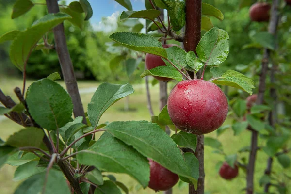 Close-up of red apple growing on tree branch and covered with water drops. Red-flesh apple tree variety. Orchard garden and green grass at background. Fruits and leaves have natural imperfections.