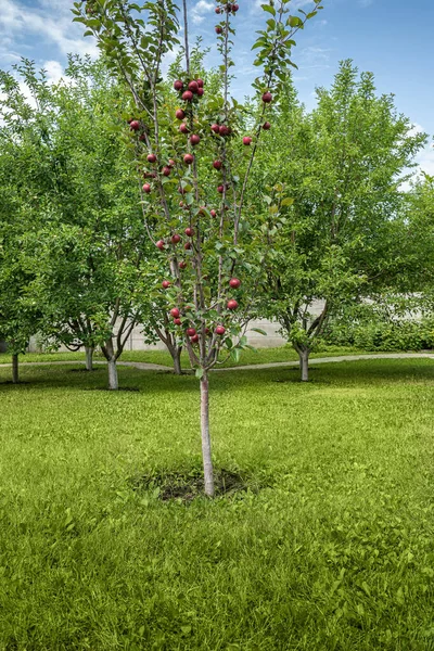 Jabłoń Czerwonymi Jabłkami Rosnącymi Gałęziach Uprawiana Odmiana Czerwonego Mięsa Błękitne — Zdjęcie stockowe