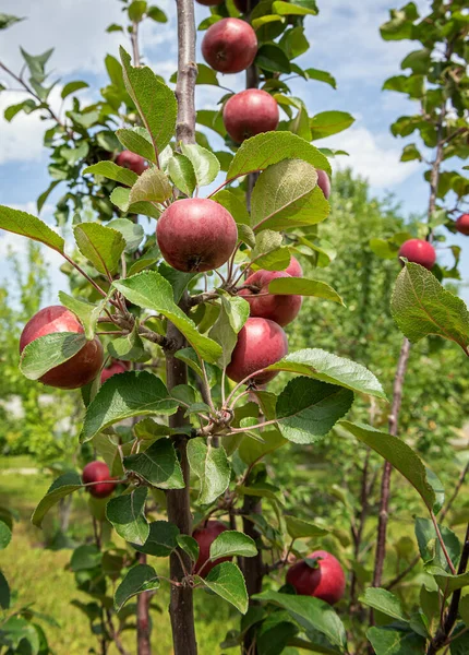 Close Red Flesh Apple Tree Variety Branches Red Apples Growing — ストック写真