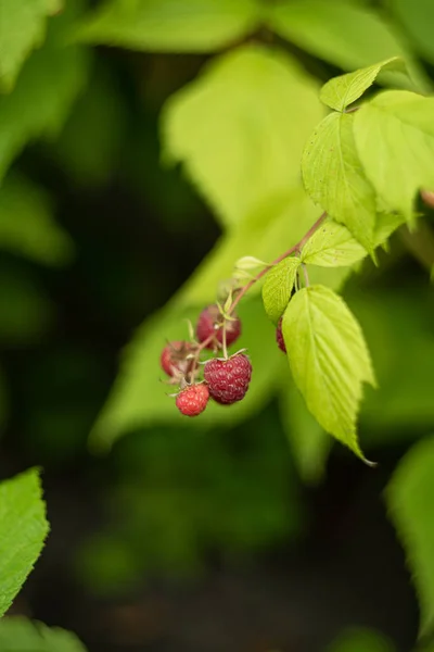 Beautiful Bunch Fresh Ripe Red Raspberries Growing Outdoors Organic Garden —  Fotos de Stock