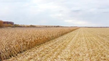 Tarla tarlasında mısır. Mısırın hasat süreci. Sonbahar zamanı. 
