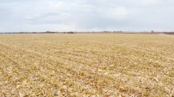 Landbouwveld Tijdens Maïsoogst Bereiding Van Exportproducten — Stockvideo