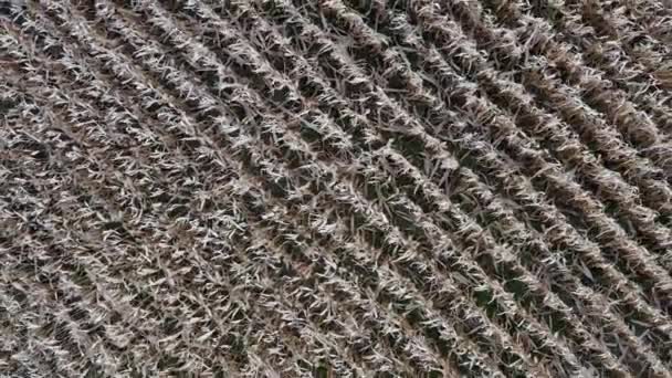 Dojrzała Kukurydza Jest Gotowa Zbiorów Widok Góry Zbiory Polu Rolnym — Wideo stockowe