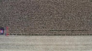 Tarımsal alanda hasat işiyle birleştir. Harman Proses, mısır, üst manzara. Hava Aracı Çekimi