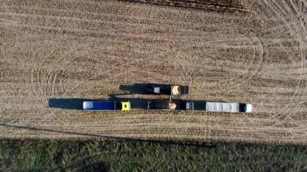 Tractor Loads Freshly Harvested Grain Truck Top View Lorry Carries — Stock Video