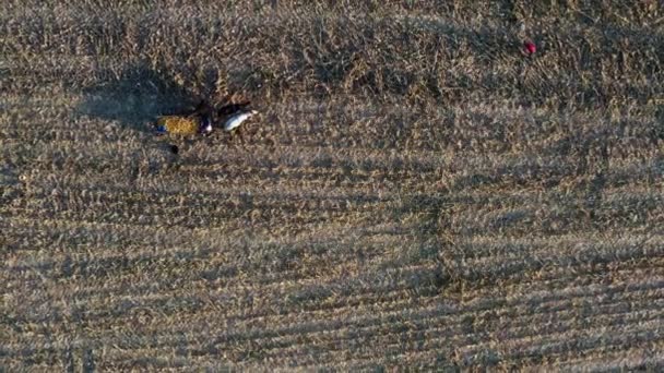Emberek Kukoricadarabokat Gyűjtenek Mezőn Kombájnnal Való Betakarítás Után Falovas Lovak — Stock videók